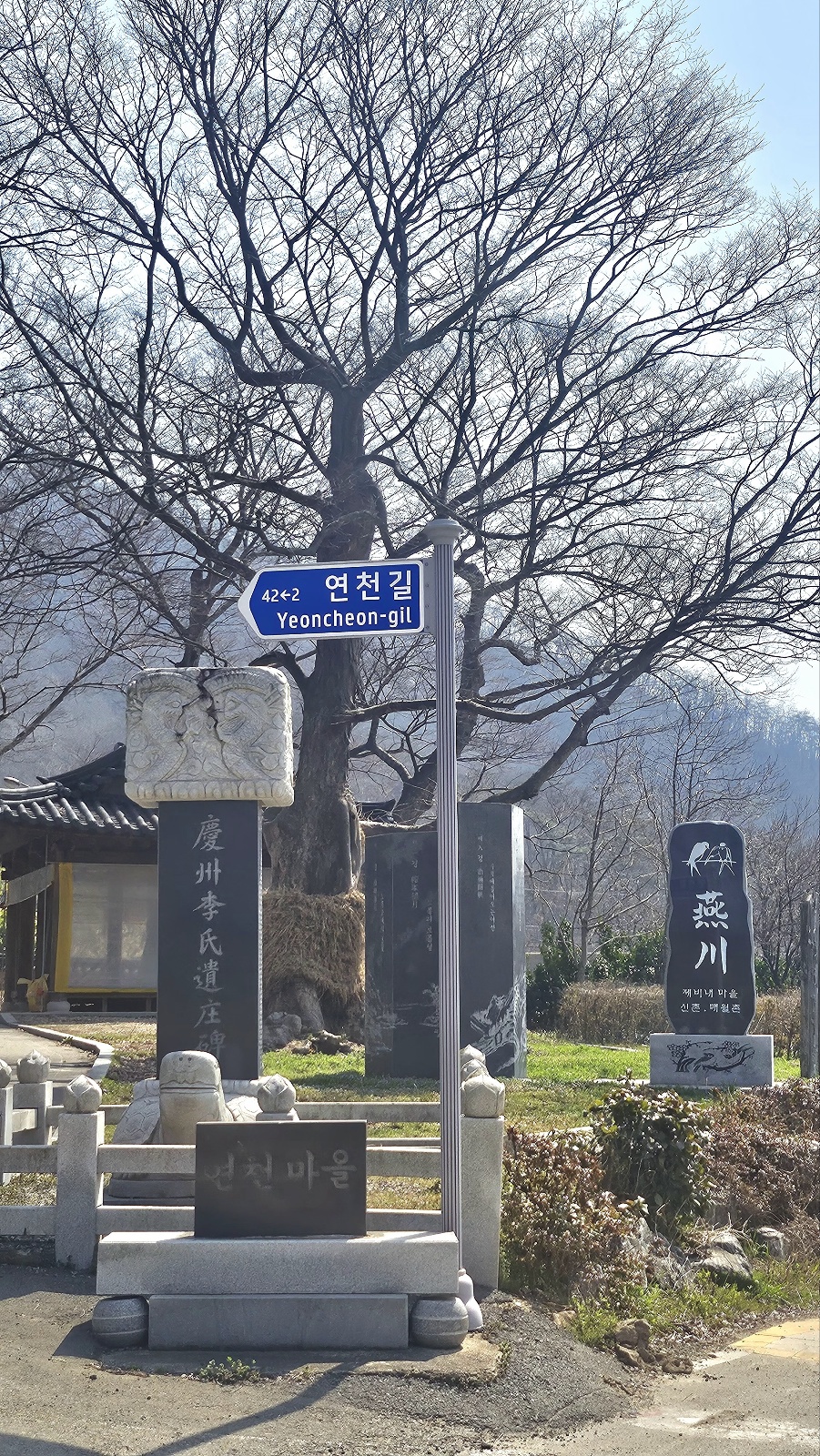 591년 된 보호수(마을을 지키는 수호신) (2025.4.26 현재)