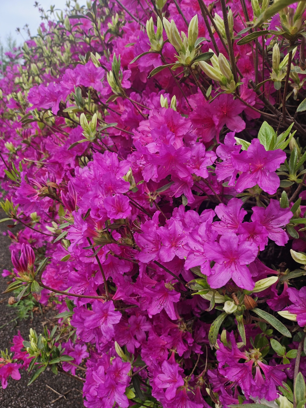 전통문향속의 핀 철쭉 꽃