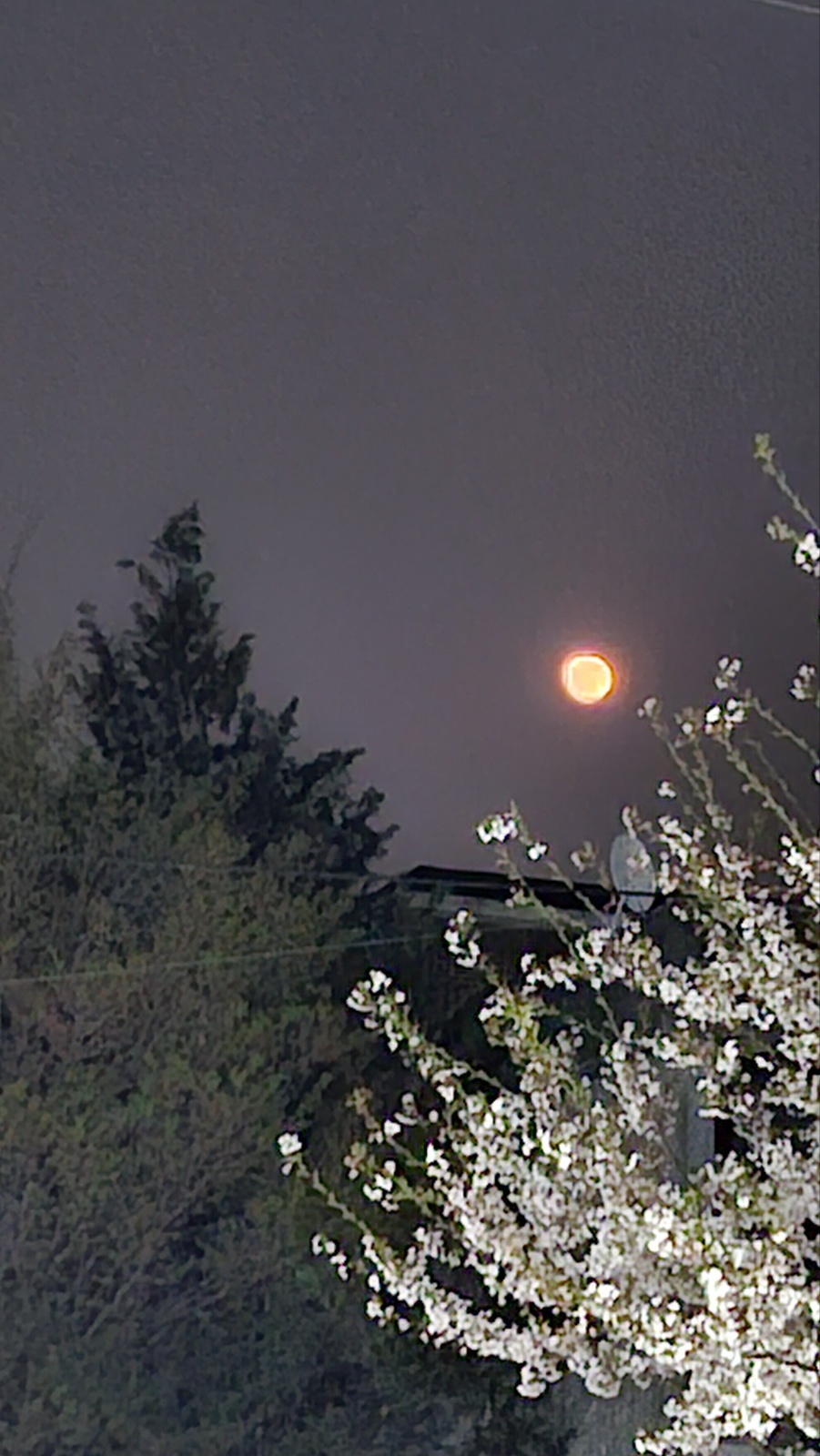 벚꽃속의 붉은 달