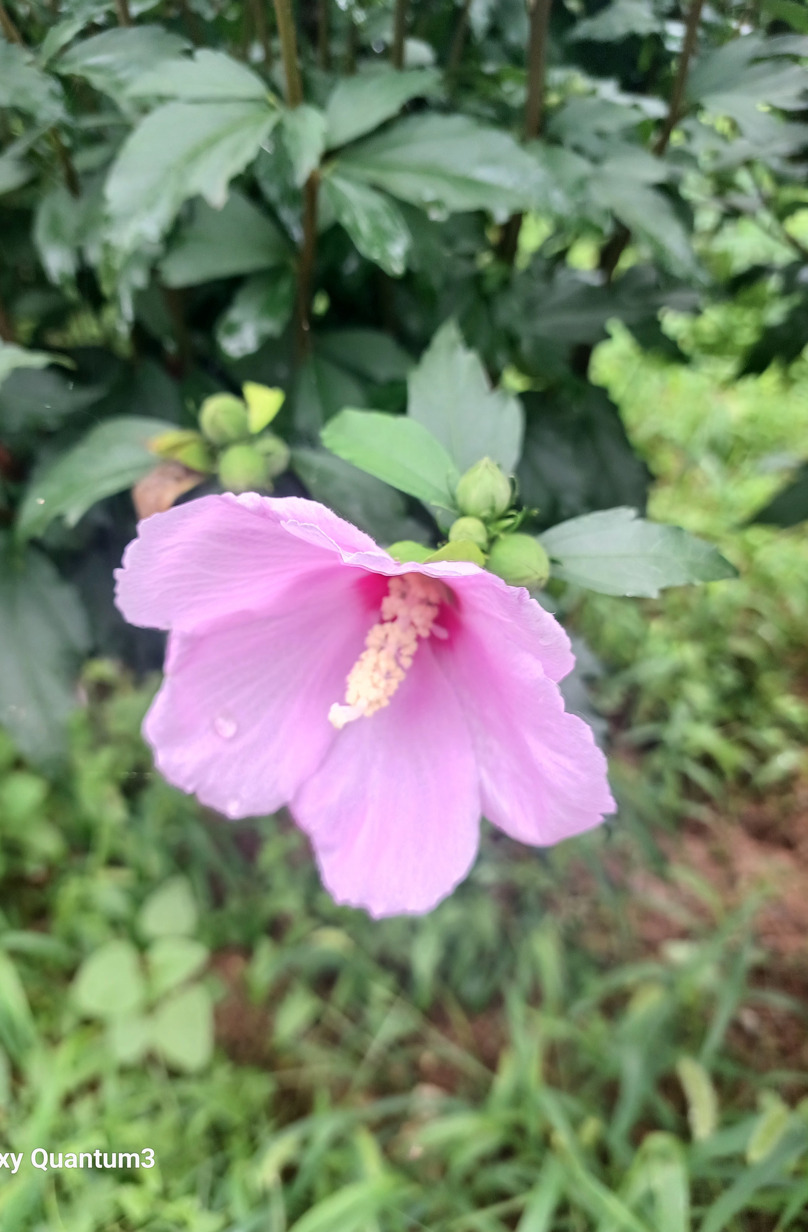 박노경 우리 어머니