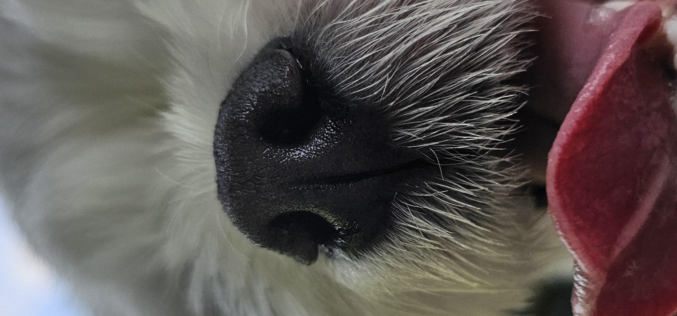 주영숙 반려견(동동이)