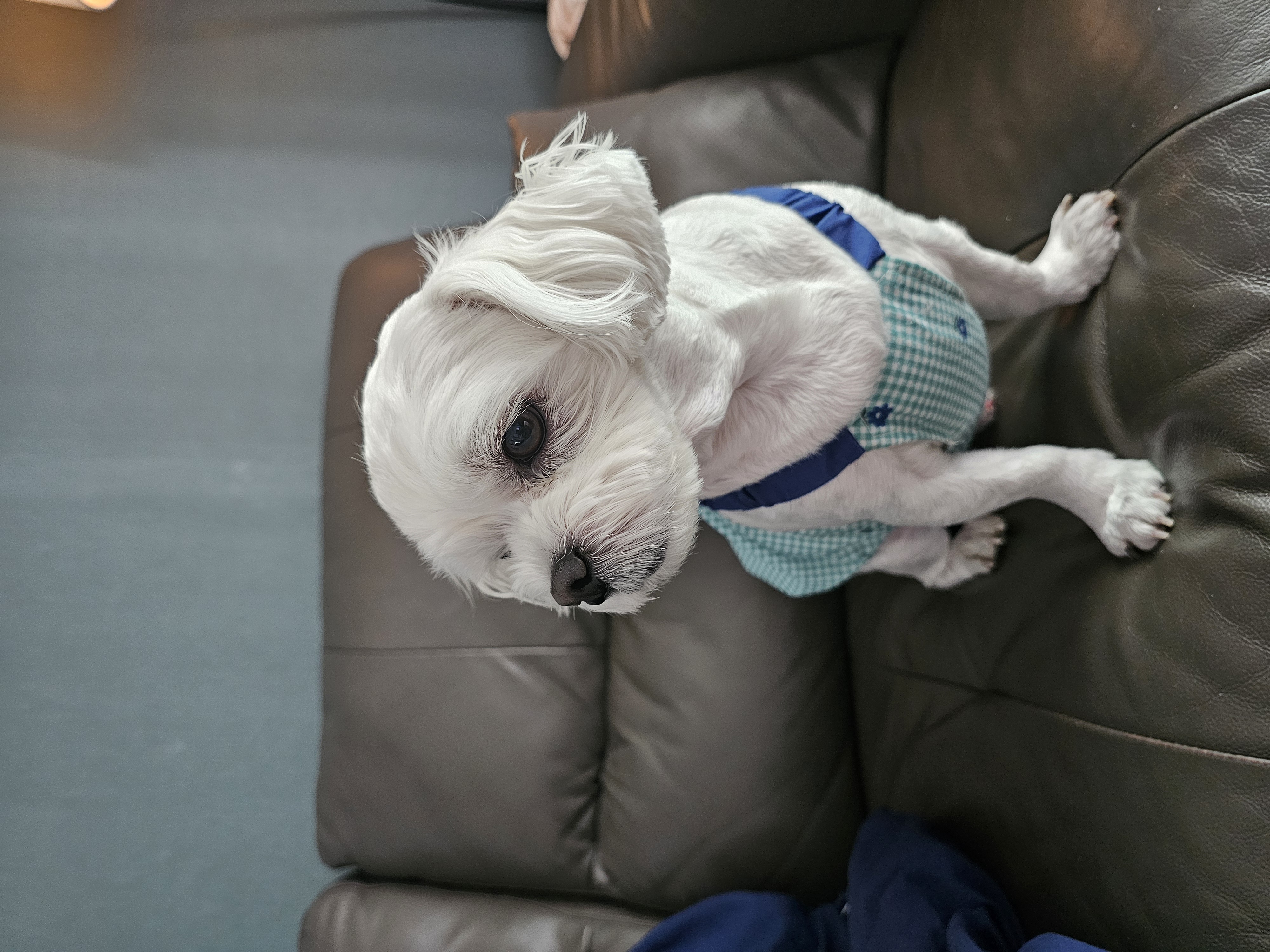 주영숙 반려견(동동이)