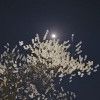 벚꽃과 밝은달의 향연